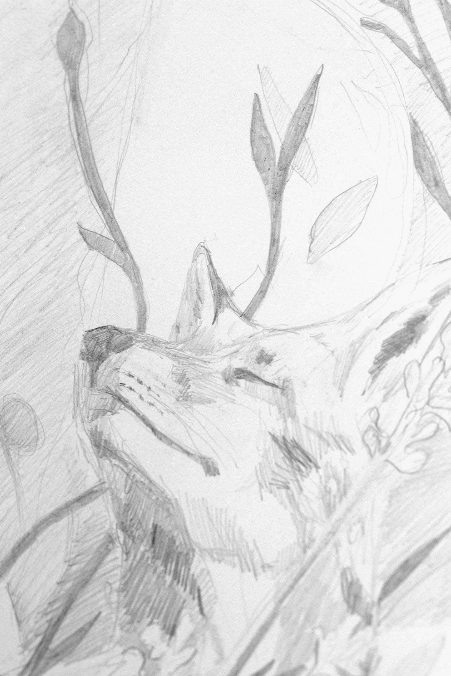 Foxglow